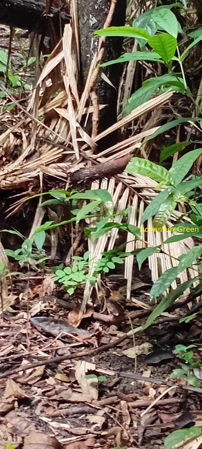 A puff-throated babbler at Cat Tien National Park, Vietnam