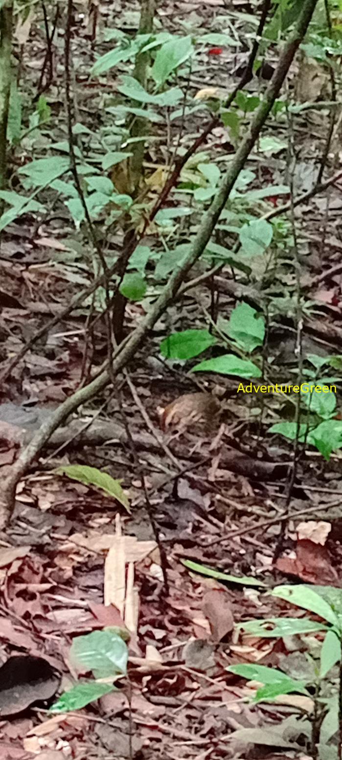 A puff-throated babbler at Cat Tien National Park, Vietnam