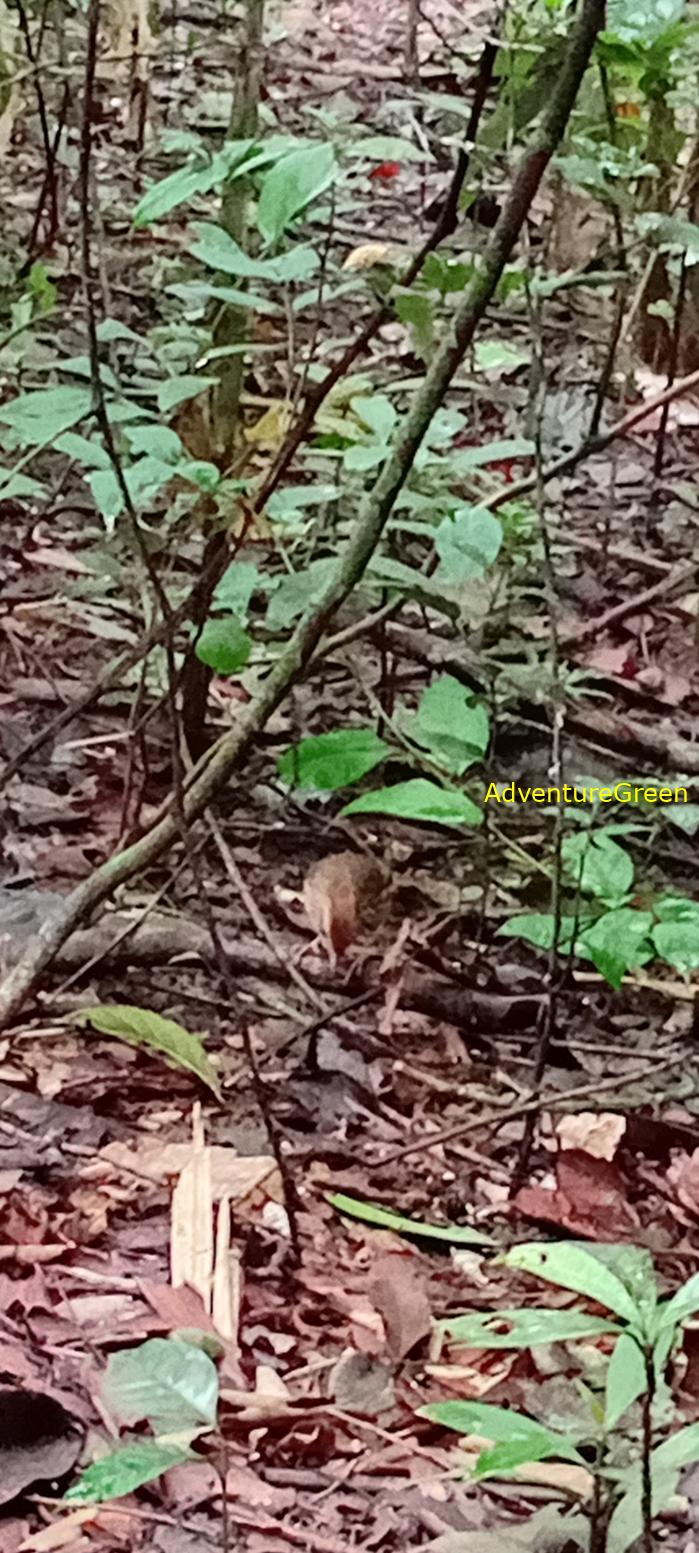 A puff-throated babbler at Cat Tien National Park, Vietnam