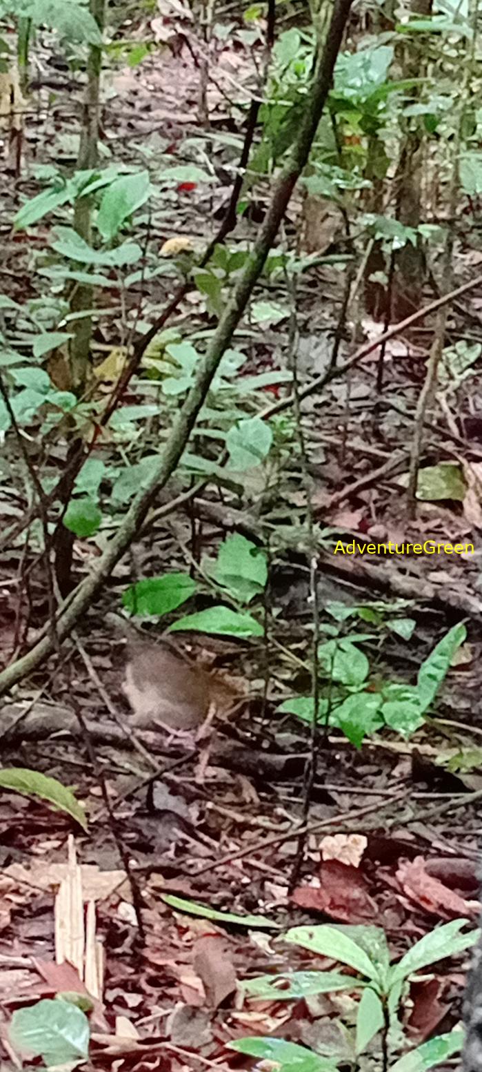 A puff-throated babbler at Cat Tien National Park, Vietnam