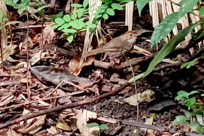 Puff-Throated Babbler at Cat Tien National Park