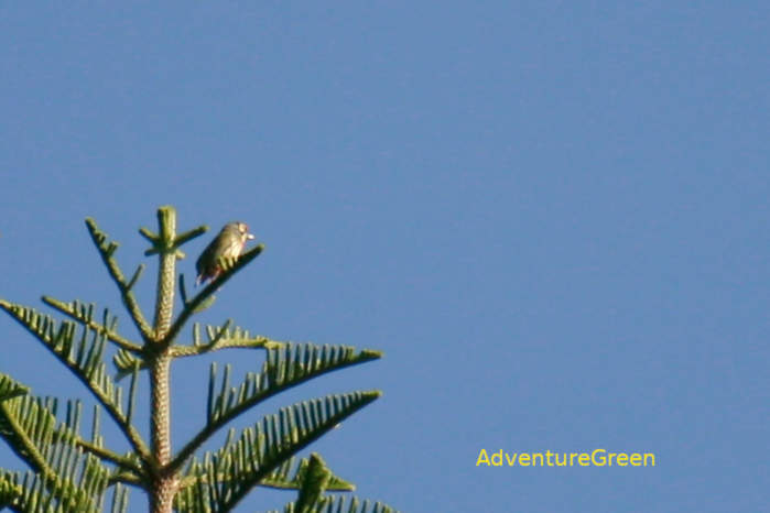 Coppersmith barbet in Vietnam