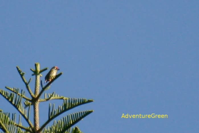 Coppersmith barbet in Vietnam