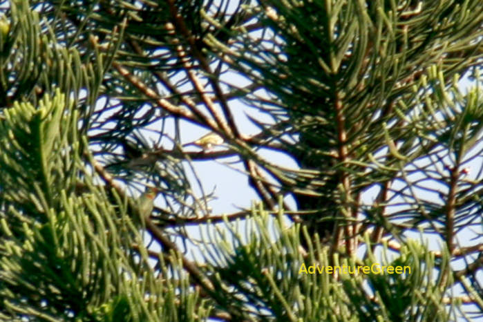 Coppersmith Barbet in Vietnam