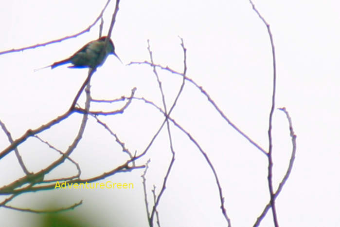 Blue-throated bee-eater in Vietnam in May 2026
