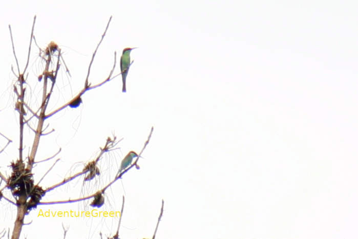 Blue-throated bee-eater in Vietnam