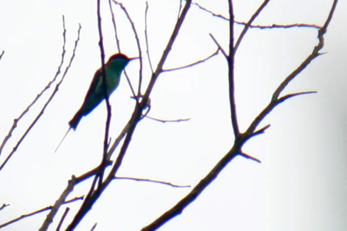 Blue-throated bee-eater in Vietnam