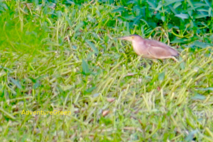 Yellow bittern in Vietnam