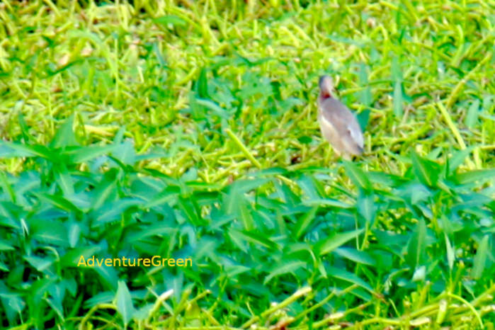 Yellow Bittern in Vietnam