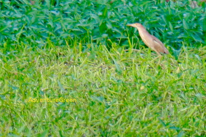 Yellow bittern in Vietnam