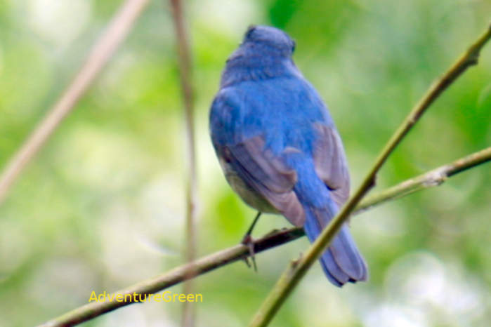 Hainan blue flycatcher in Vietnam