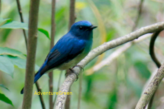 Hainan Blue Flycatcher in Vietnam