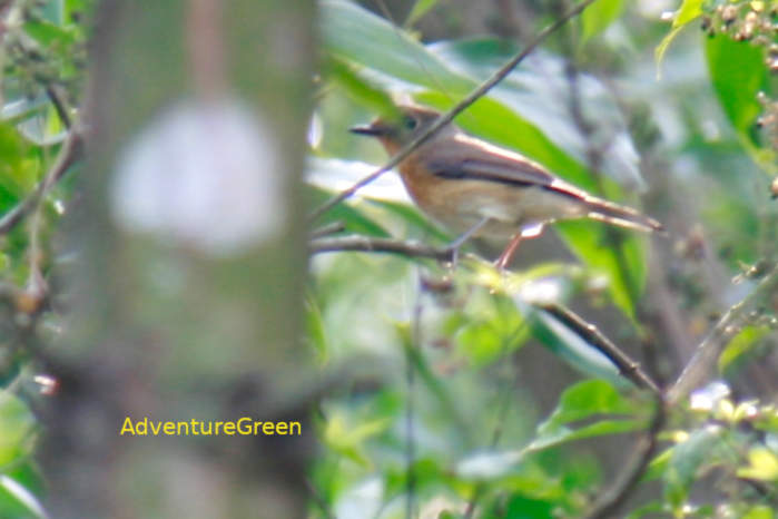 Hainan blue flycatcher in Vietnam