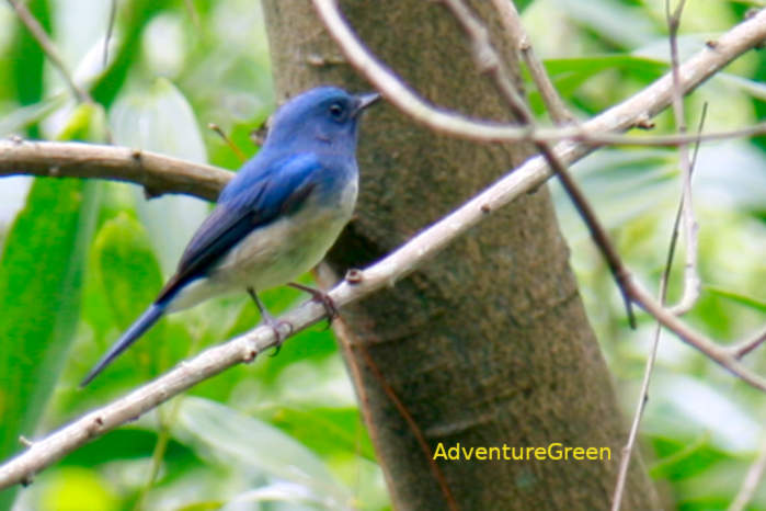 Hainan blue flycatcher in Vietnam