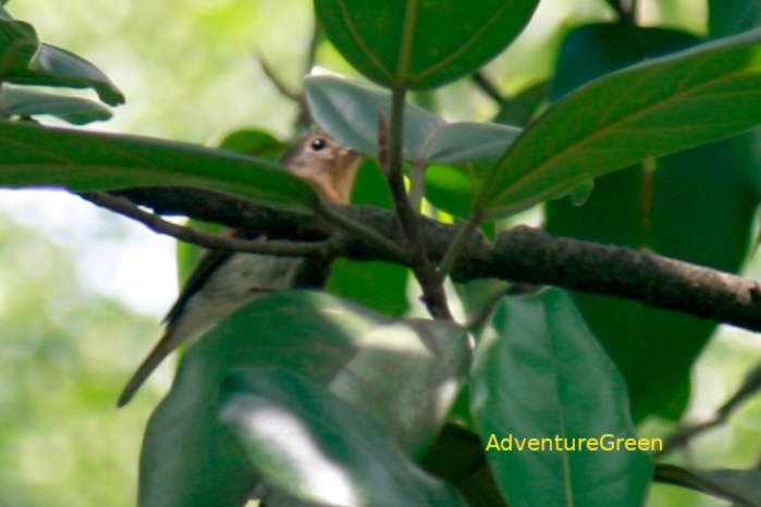 Indochinese blue flycatcher in Vietnam