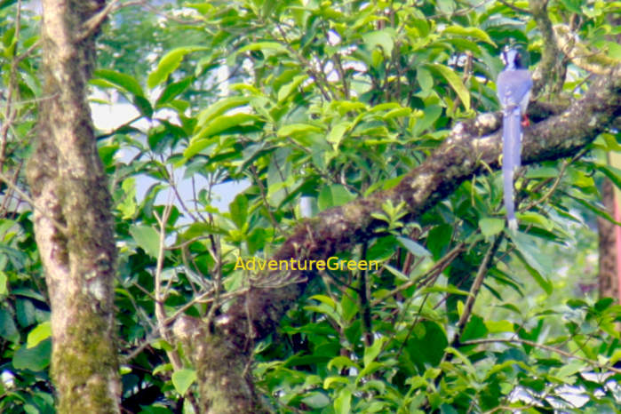 Red-billed Blue-Magpie in Vietnam in May 2026