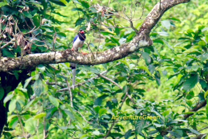 Red-billed Blue-Magpie in Vietnam in May 2026