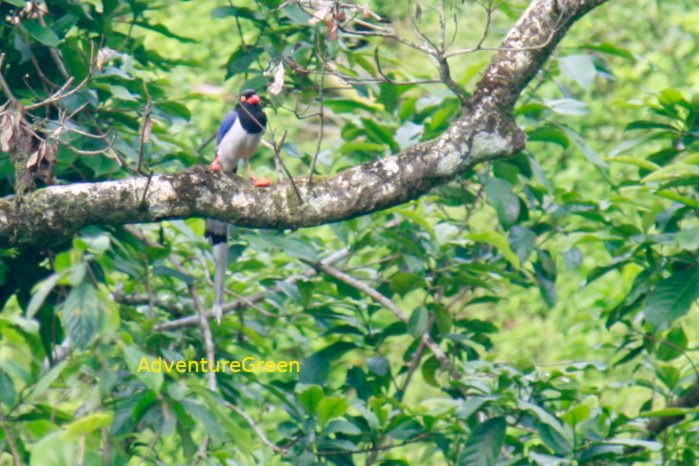 Birding Tour at Tam Dao National Park