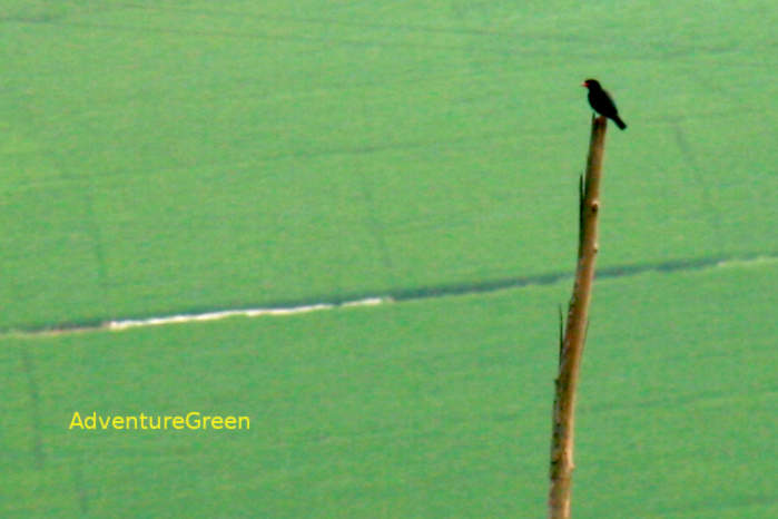 Black Bulbul