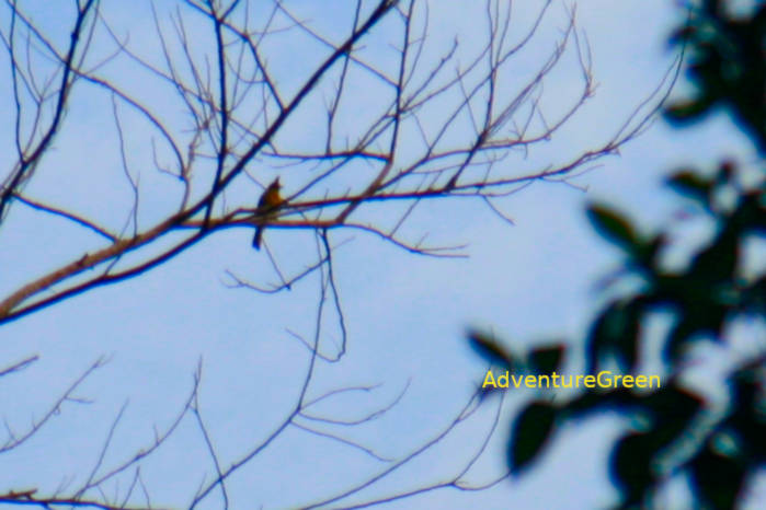 Black-crested bulbul in Vietnam in May 2026