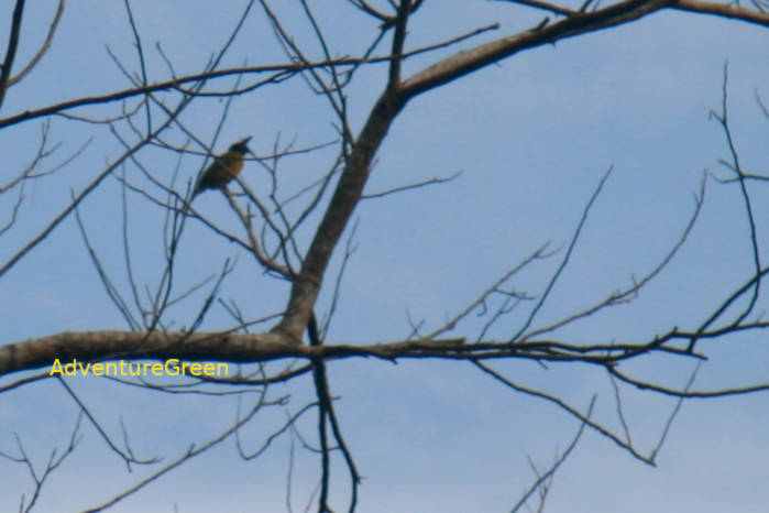 Black-crested bulbul in Vietnam in May 2026