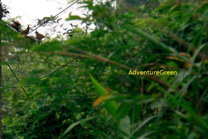 Black-crested bulbul in Vietnam in May 2026