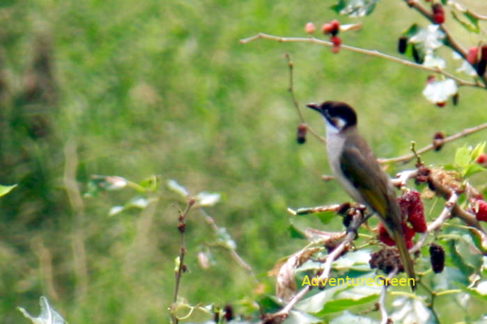 Light-Vented Bulbul