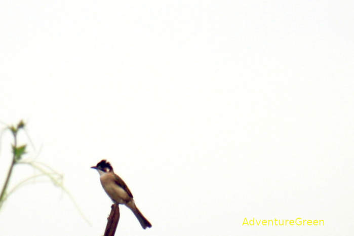Light-vented bulbul in Vietnam