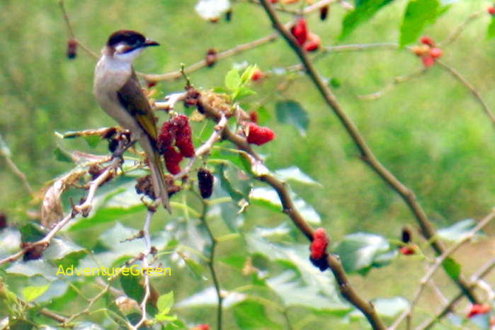 Light-vented bulbul in Vietnam
