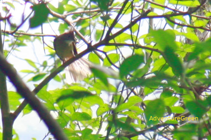 Puff-throated Bulbul in Vietnam