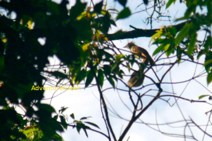 Puff-throated Bulbul in Vietnam