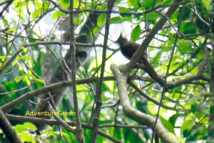 Puff-throated Bulbul in Vietnam