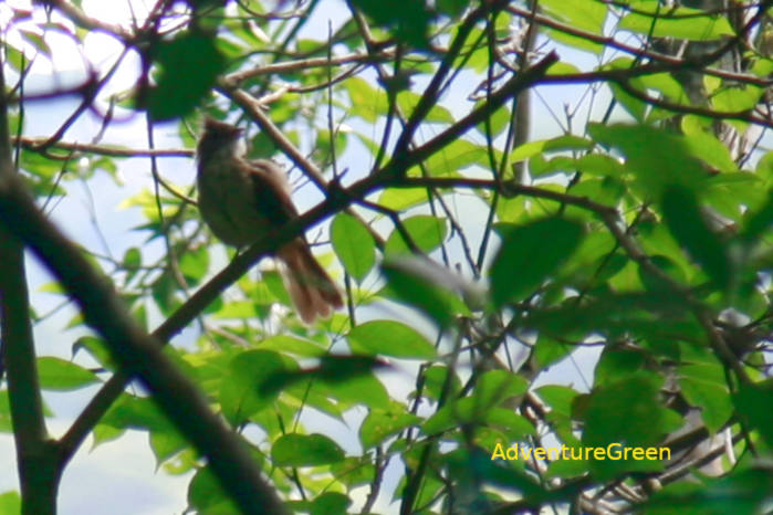 Puff-throated Bulbul in Vietnam