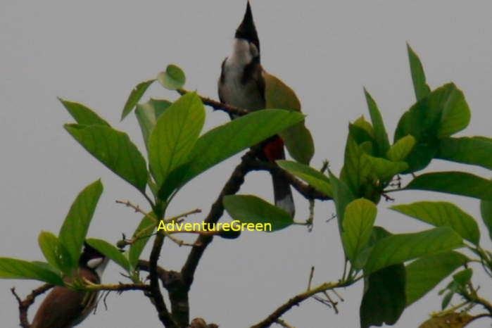 Red-whiskered bulbul, Vietnam