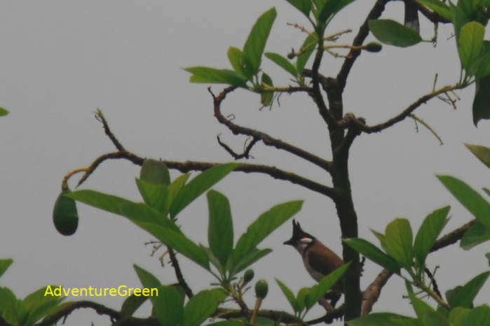 Red-whiskered bulbul, Vietnam