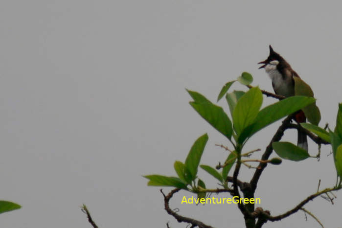 Red-whiskered bulbul Vietnam