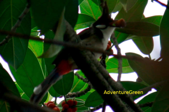 Red-whiskered bulbul Vietnam