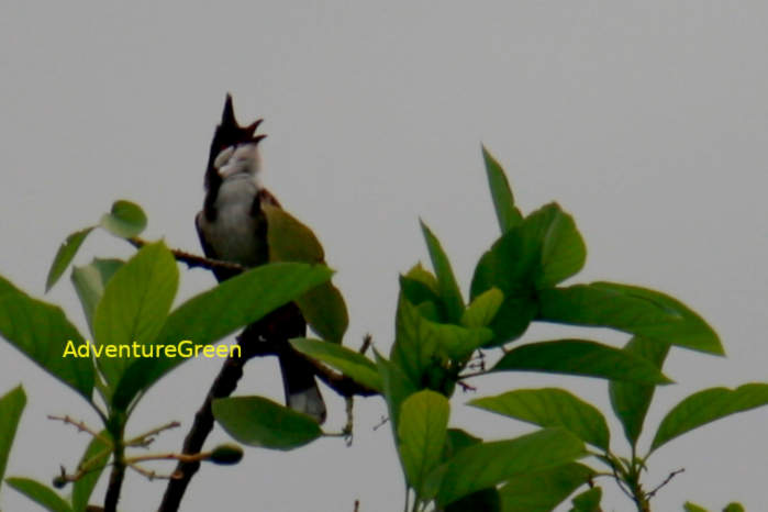 Red-Whiskered Bulbul