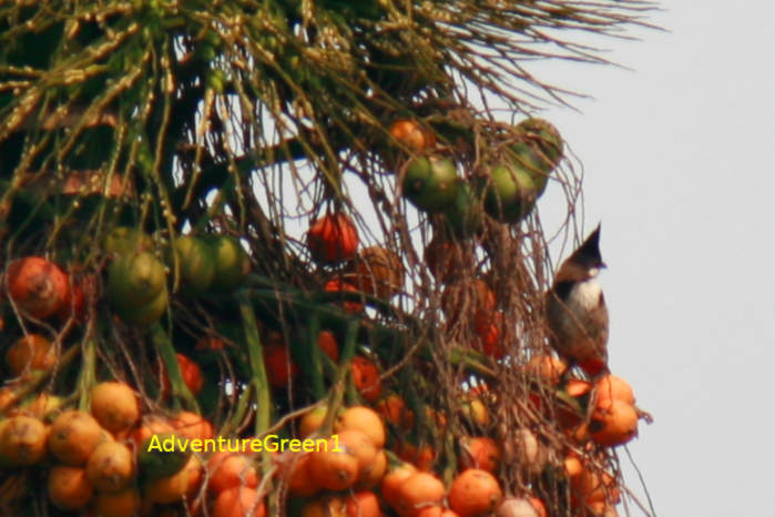 Red-whiskered bulbul, Vietnam