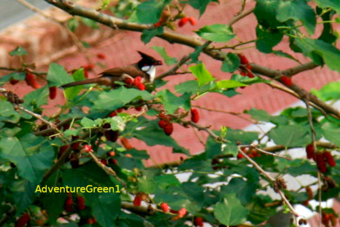 Red-whiskered bulbul, Vietnam