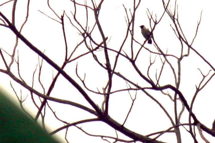 Sooty-headed bulbul Vietnam