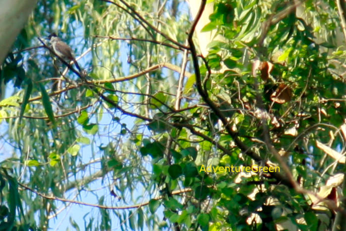 Sooty-Headed Bulbul