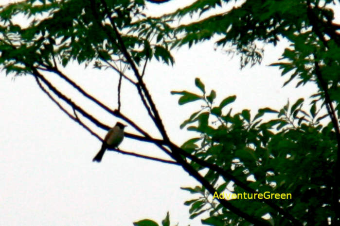 Sooty-Headed Bulbul