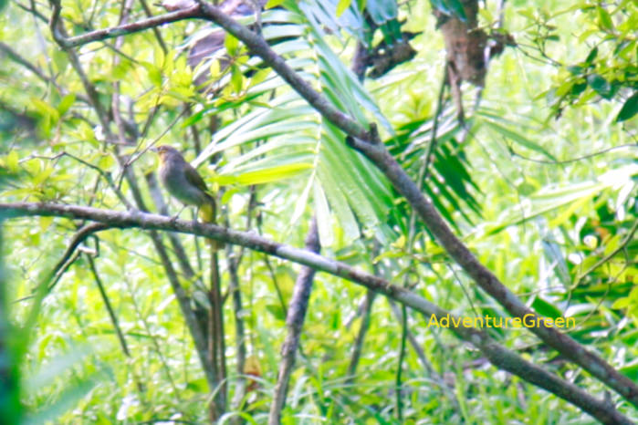 Stripe-throated Bulbul