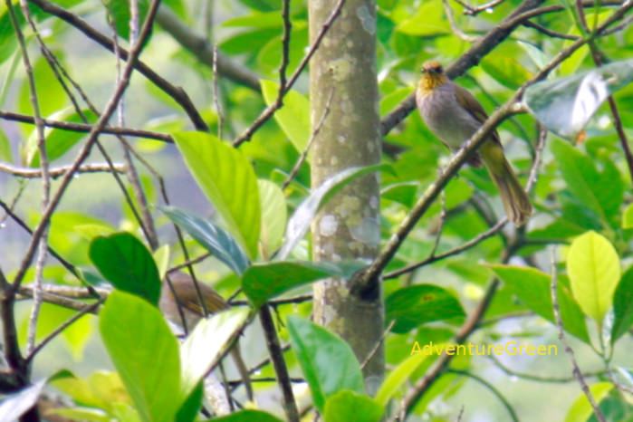Stripe-throated bulbul in Vietnam