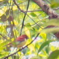 Chestnut bunting in Vietnam