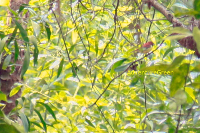 Chestnut bunting in Vietnam