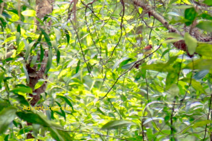Chestnut bunting in Vietnam