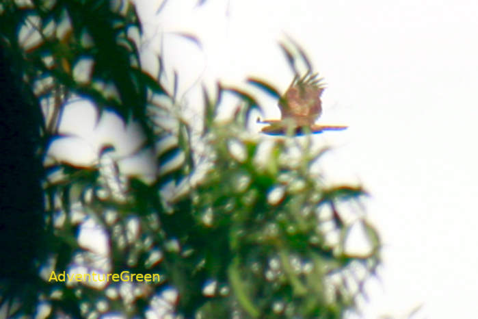 Oriental honey buzzard in Vietnam