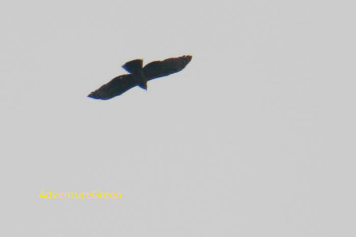 Crested Honey Buzzard in Vietnam